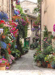 Flowers in Spello